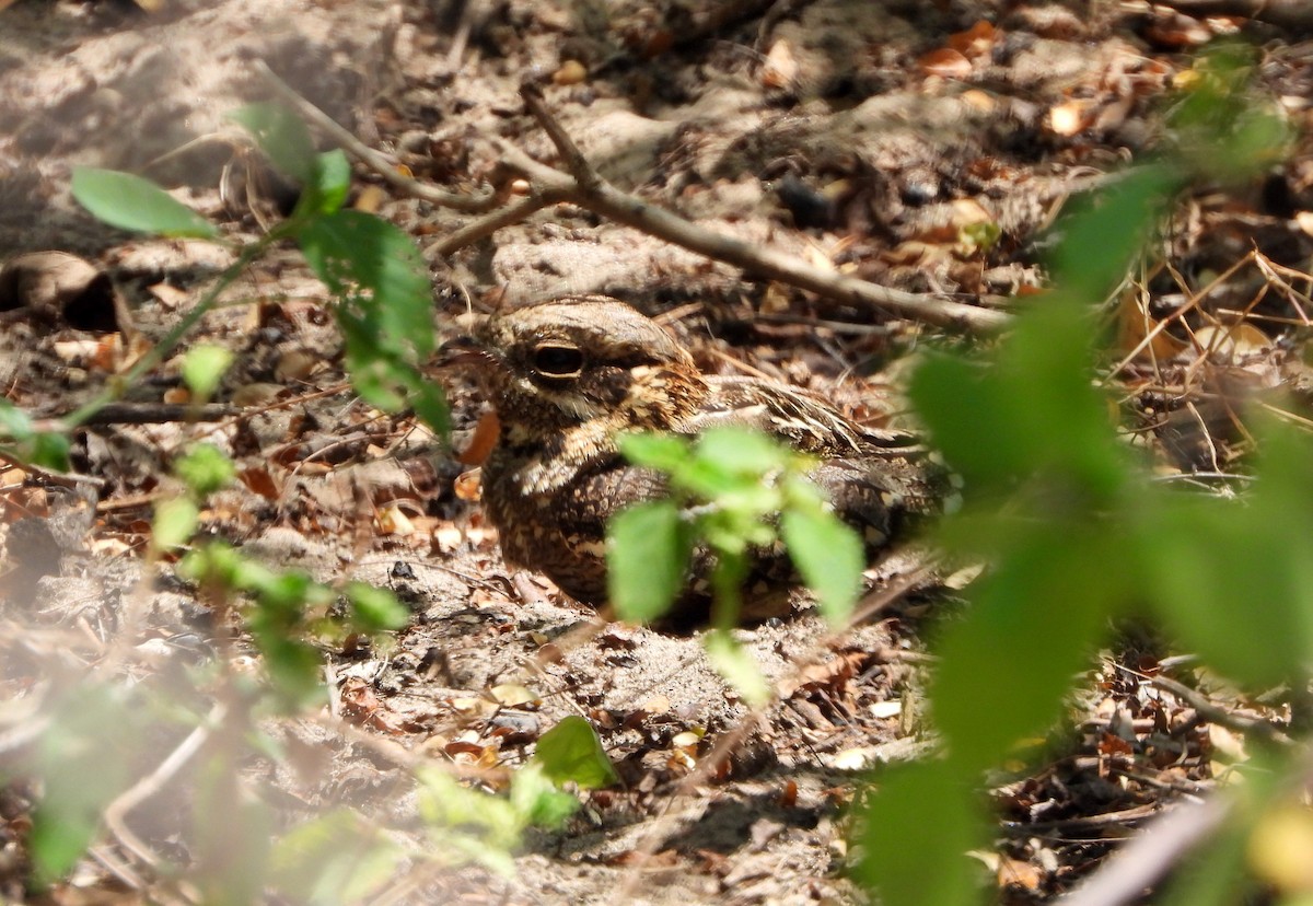 Square-tailed Nightjar - ML624536869