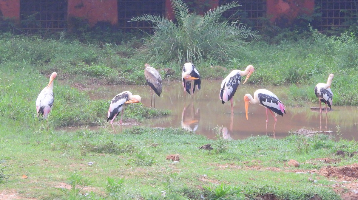 Painted Stork - ML624536870