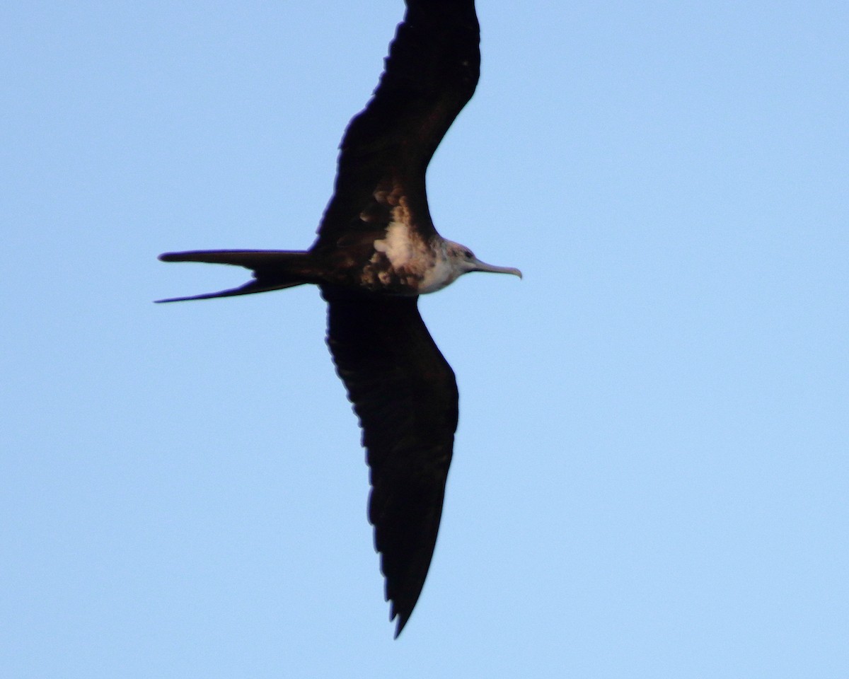 Lesser Frigatebird - ML624536871