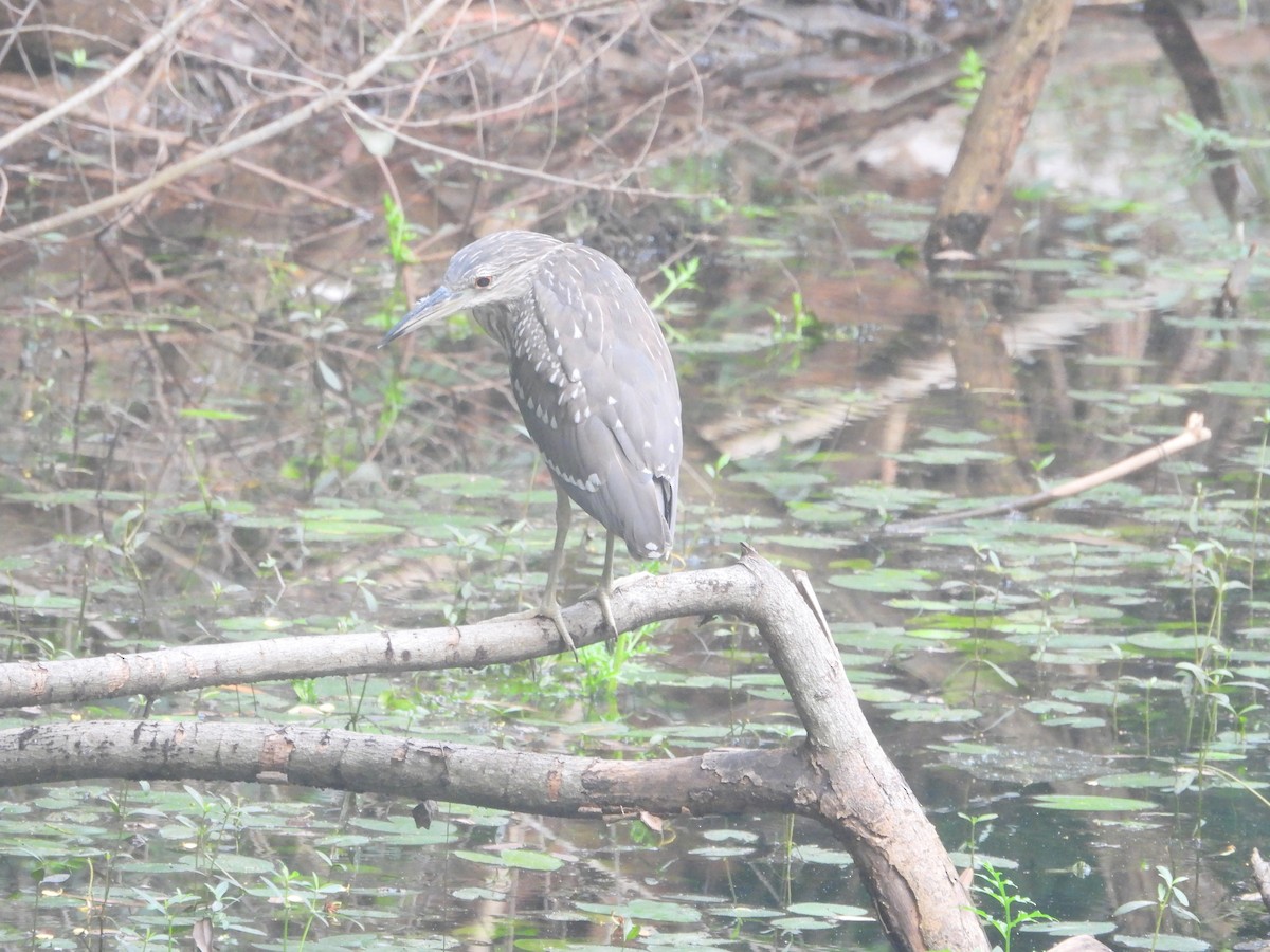 Black-crowned Night Heron - ML624536872