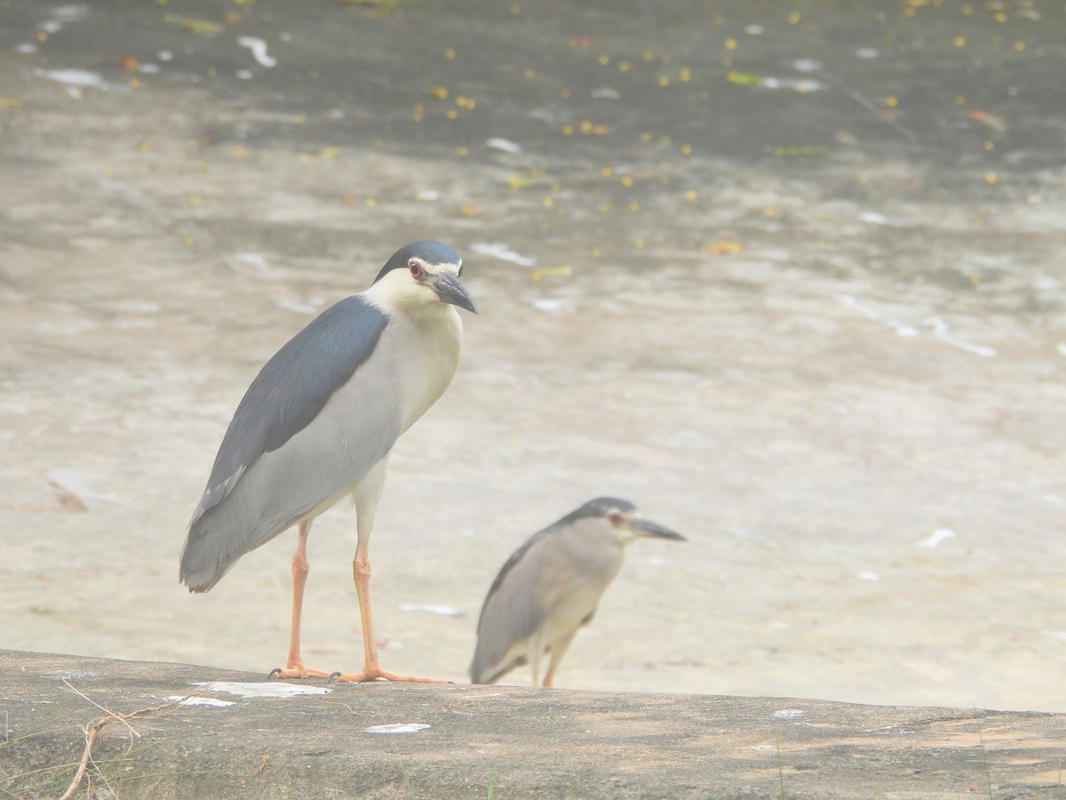 Black-crowned Night Heron - ML624536873