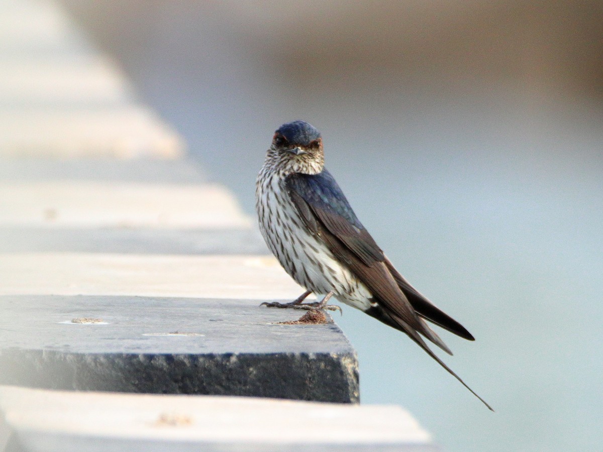 Striated Swallow - ML624536874