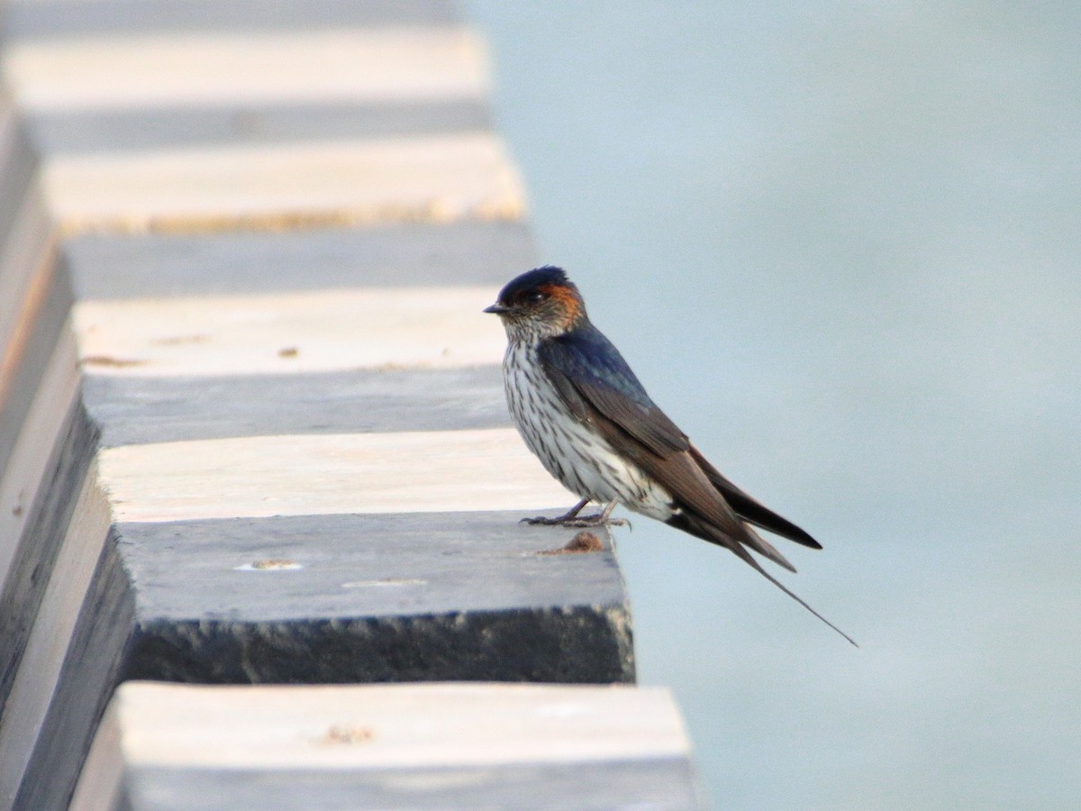 Striated Swallow - ML624536875