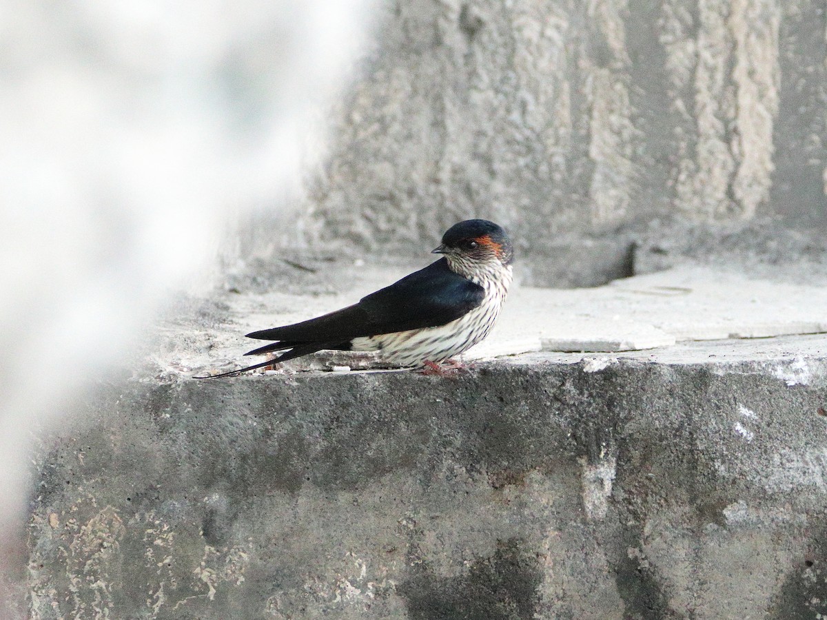 Striated Swallow - ML624536876