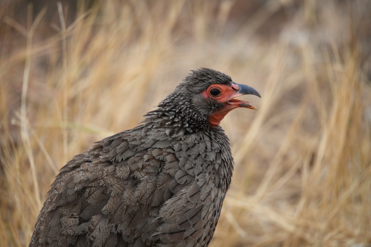 Swainson's Spurfowl - ML624536878