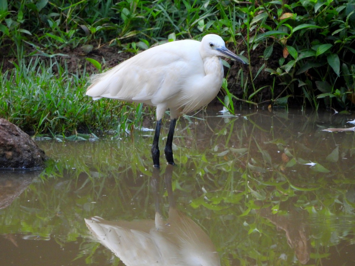 Little Egret - ML624536881