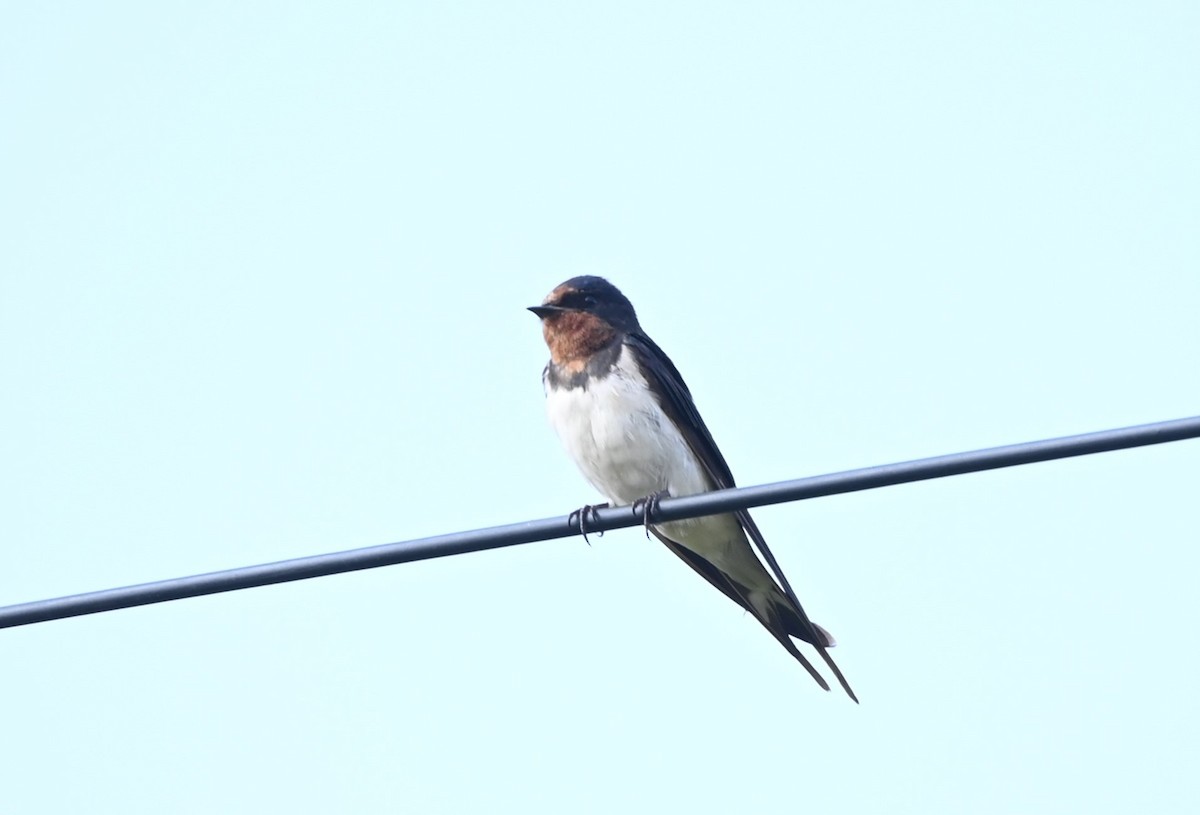 Barn Swallow - ML624536882