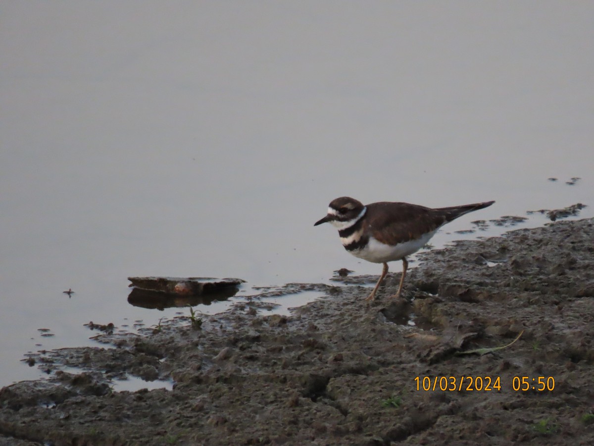 Killdeer - ML624536889