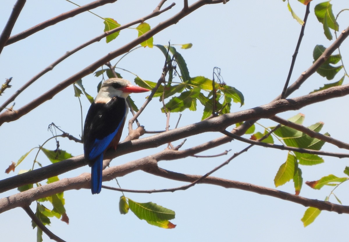 Gray-headed Kingfisher - ML624536890