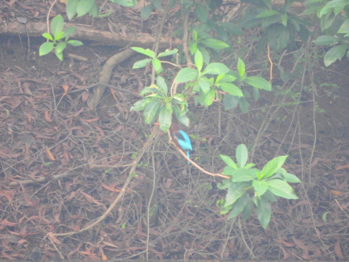 White-throated Kingfisher - ML624536891