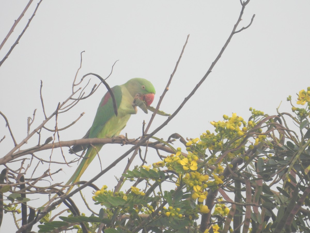 Alexandrine Parakeet - ML624536906