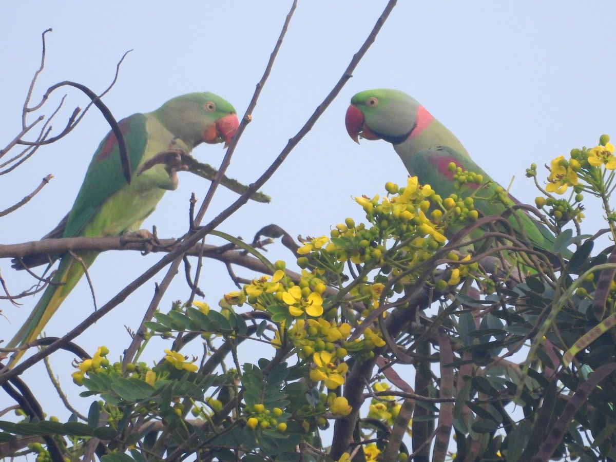 Alexandrine Parakeet - ML624536907