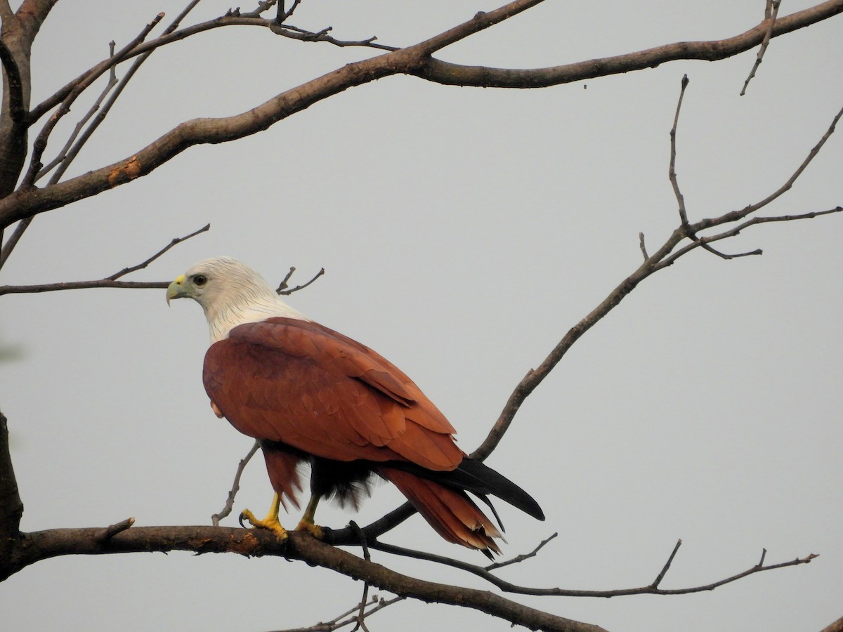Brahminy Kite - ML624536920