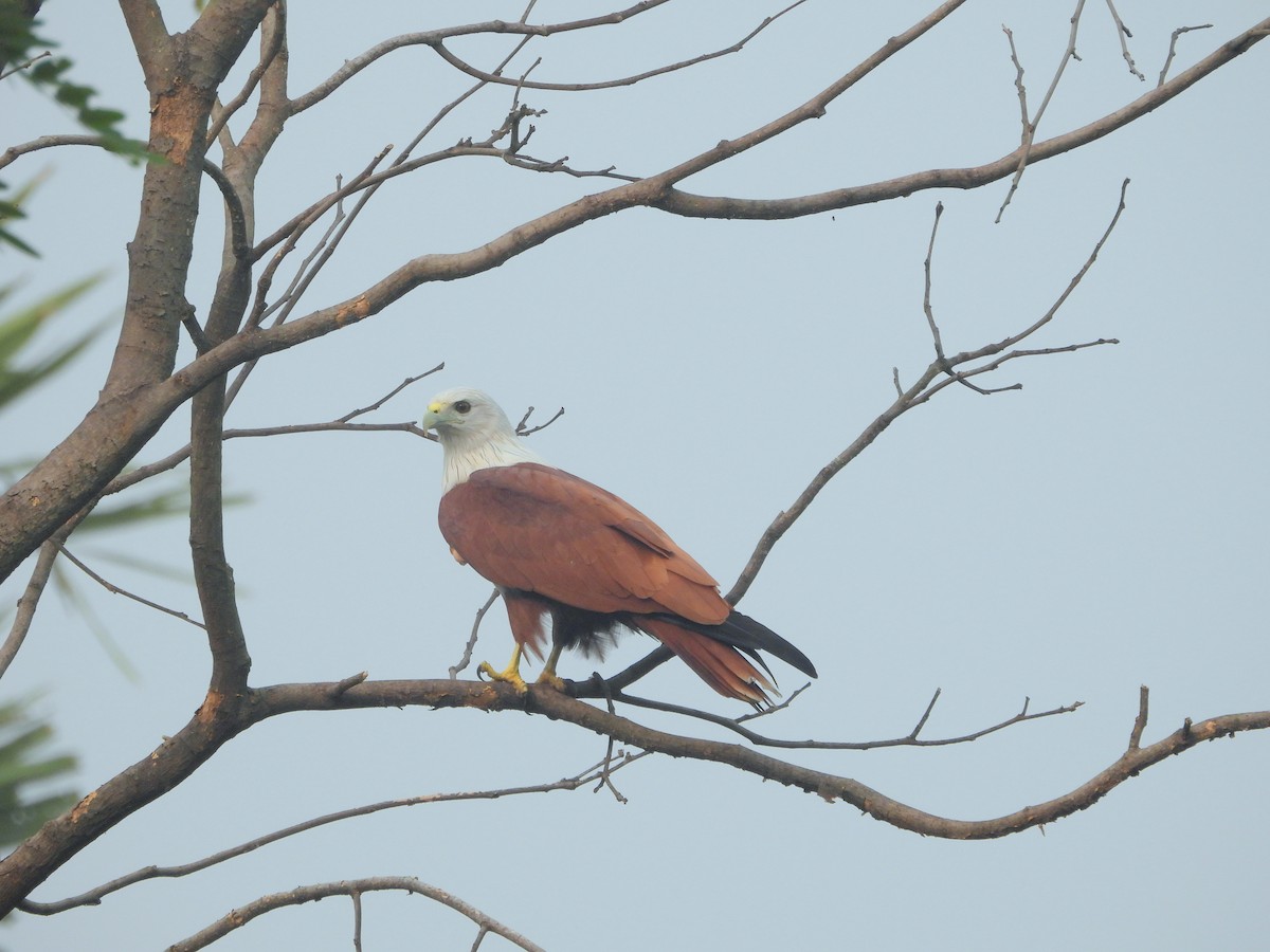 Brahminy Kite - ML624536921