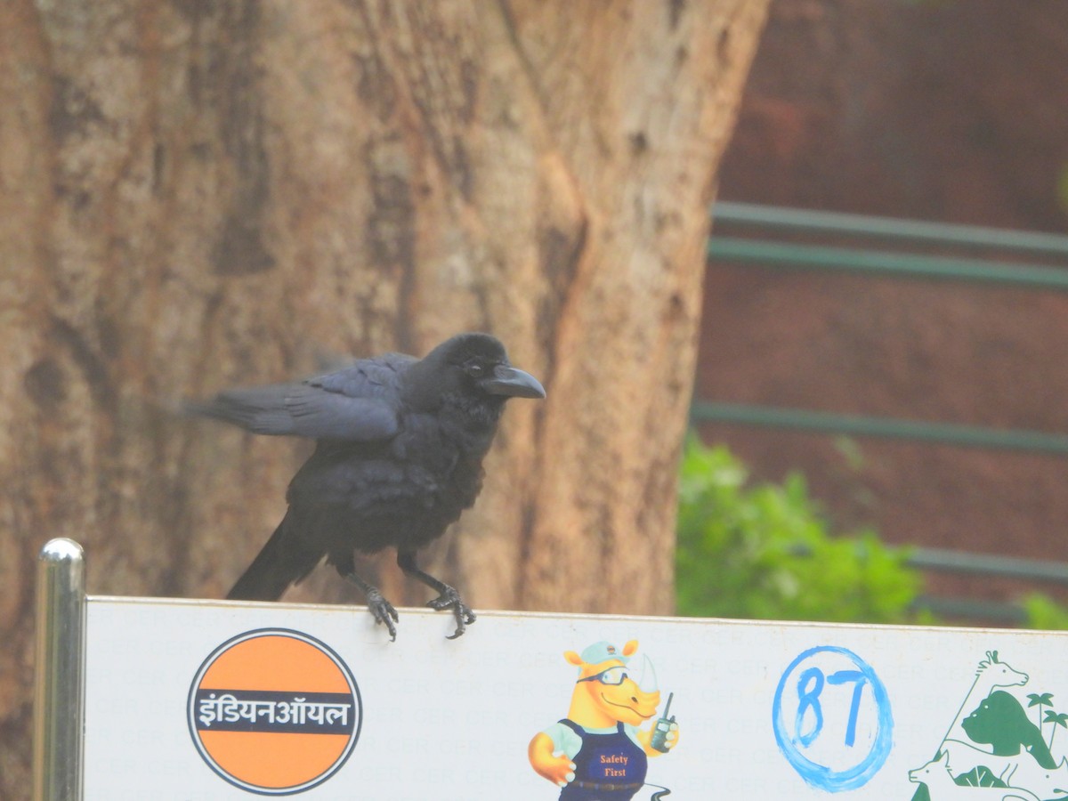 Large-billed Crow - ML624536922