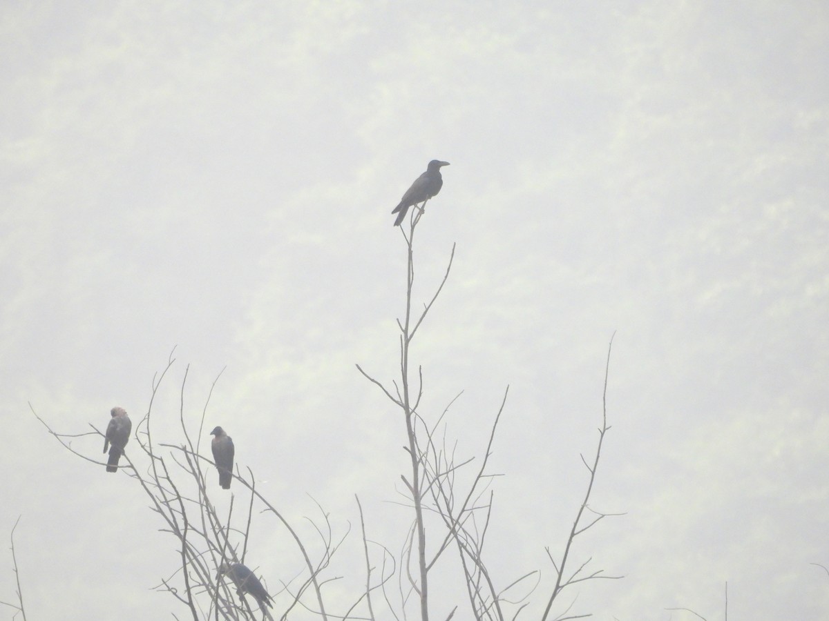 House Crow - ML624536931