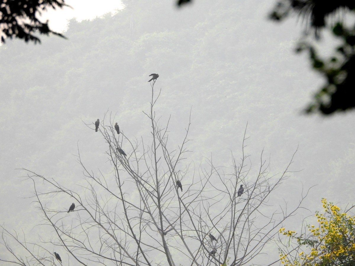 House Crow - ML624536932