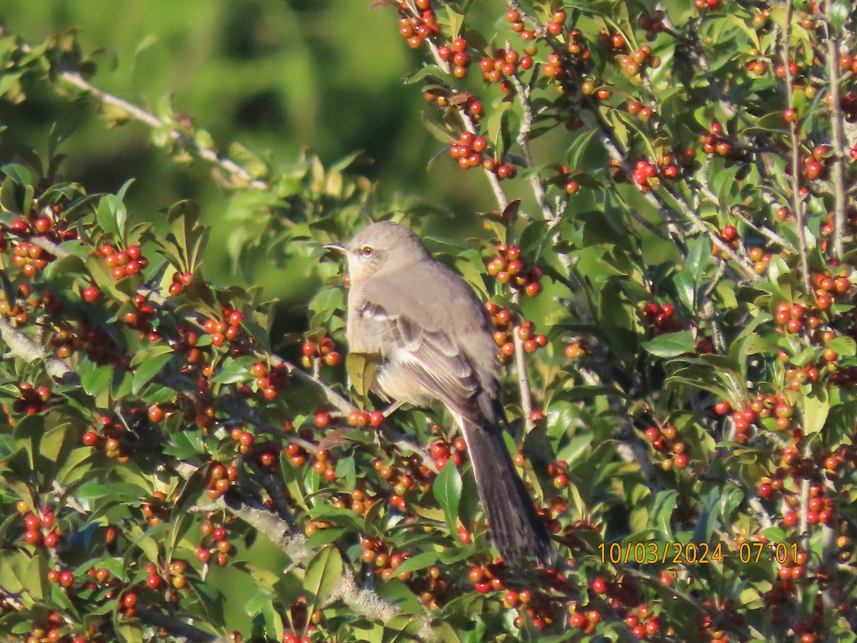 Northern Mockingbird - ML624536963