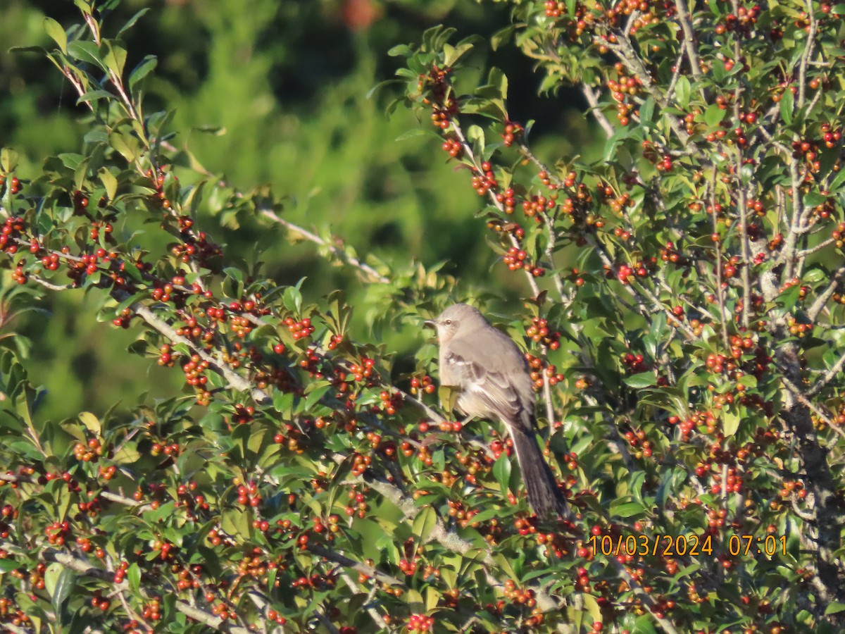 Northern Mockingbird - ML624536964