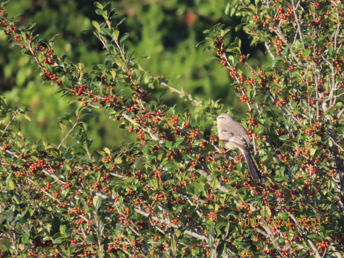 Northern Mockingbird - ML624536965