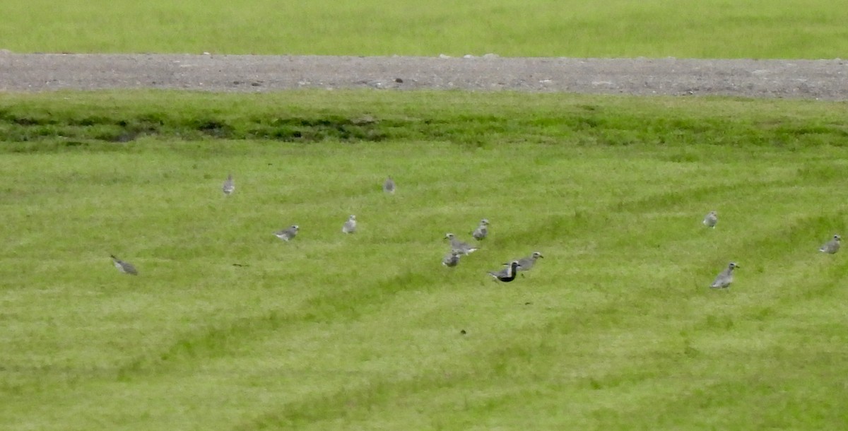 Black-bellied Plover - ML624536971