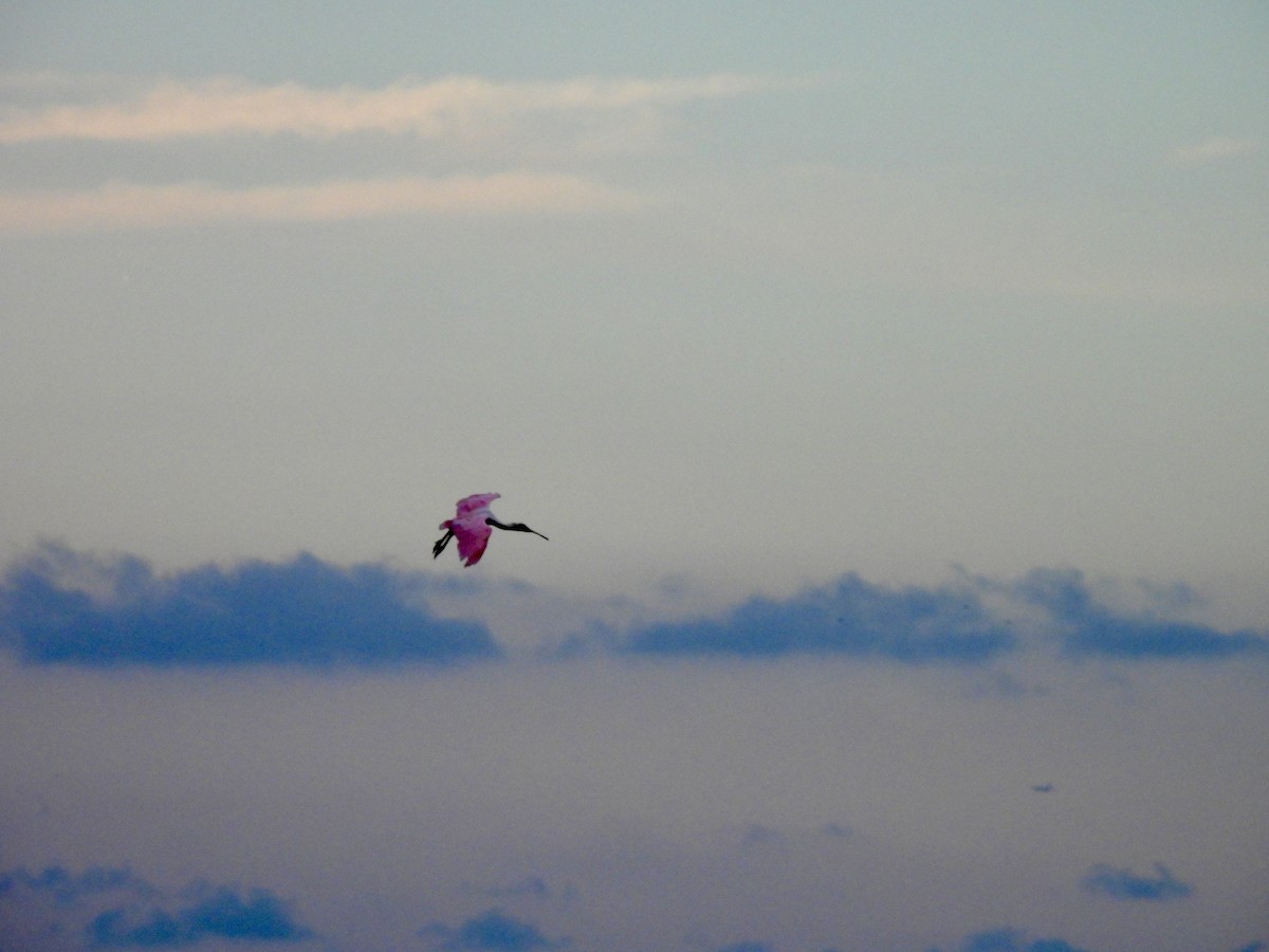 Roseate Spoonbill - ML624536981