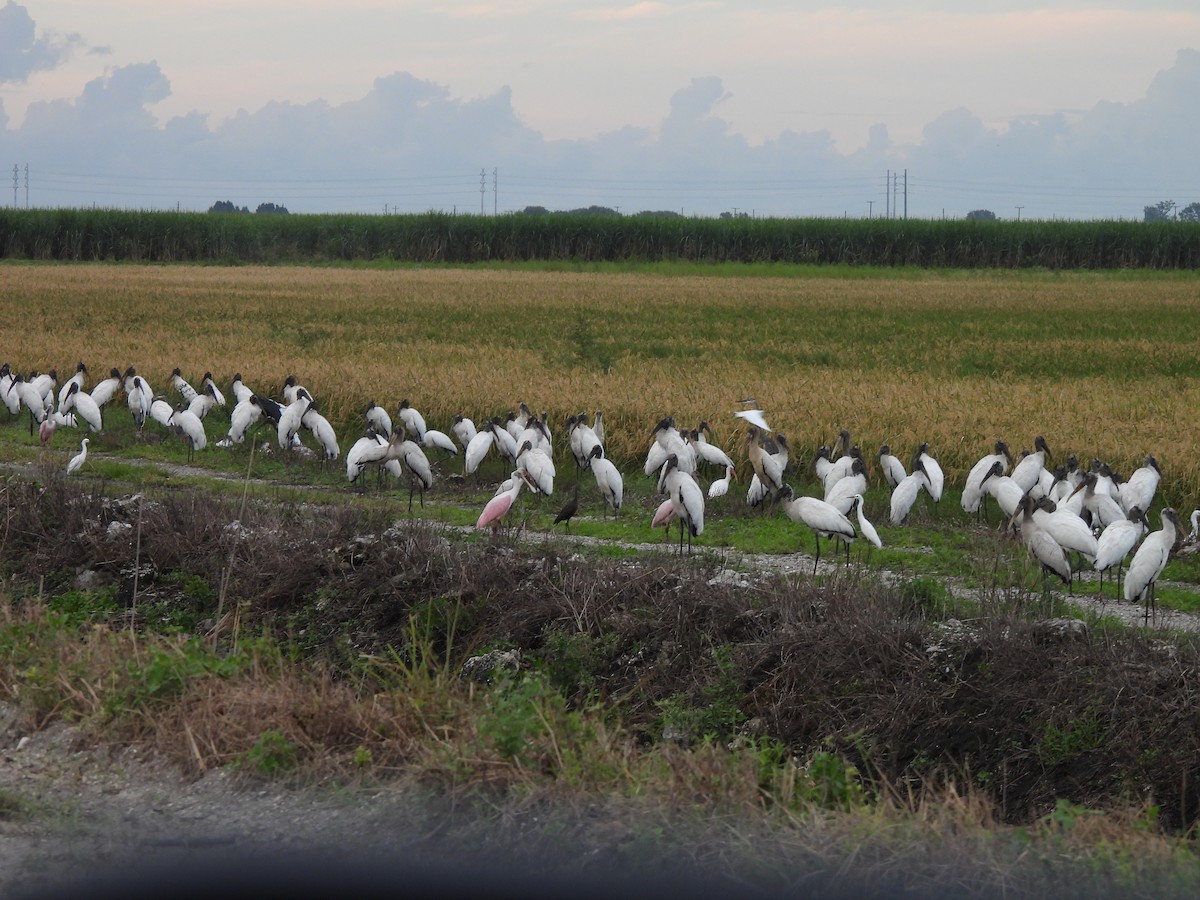 Wood Stork - ML624536983