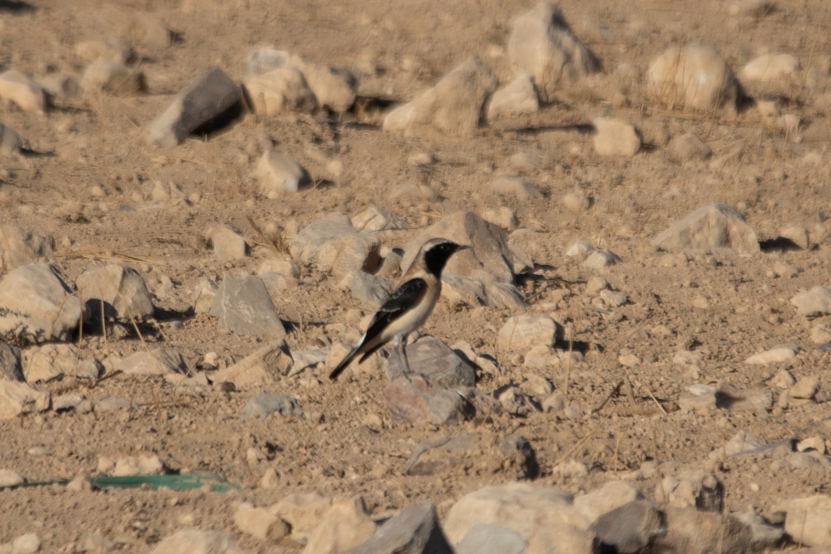 Eastern Black-eared Wheatear - ML624537182