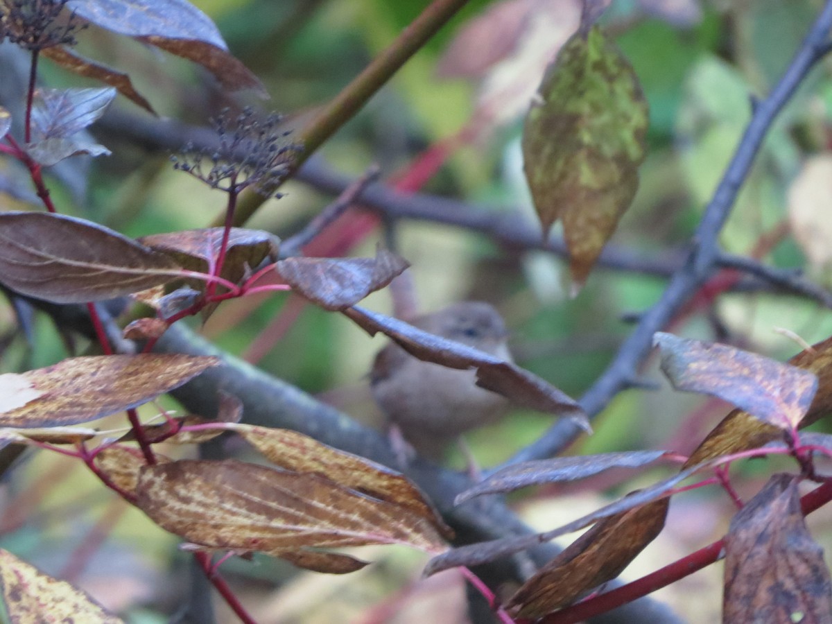 Eurasian Wren - ML624537183