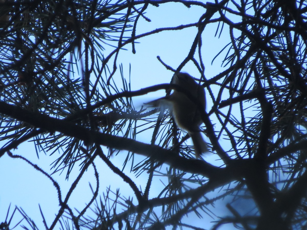 Goldcrest - Дмитрий Павлов