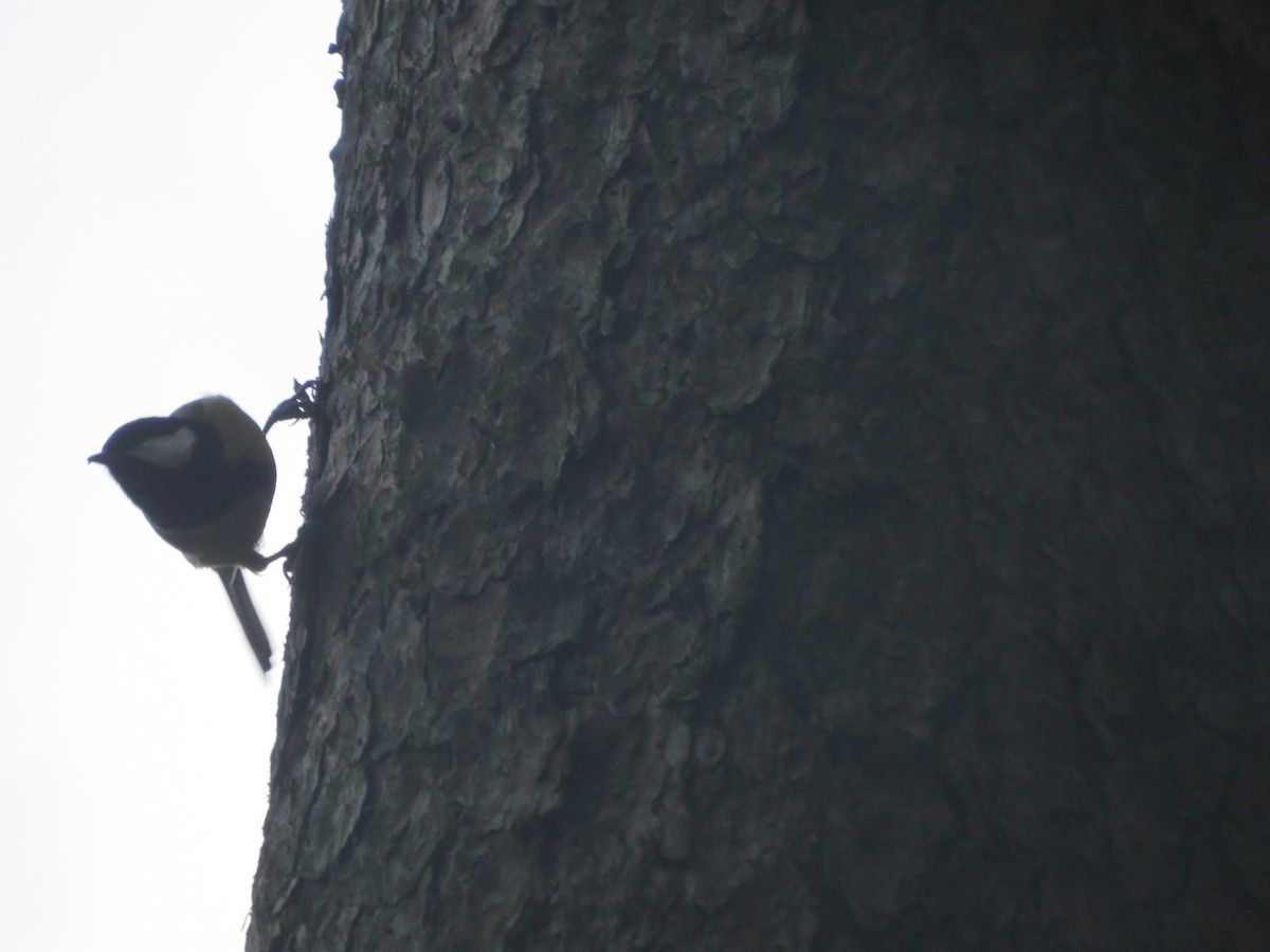 Great Tit - ML624537244