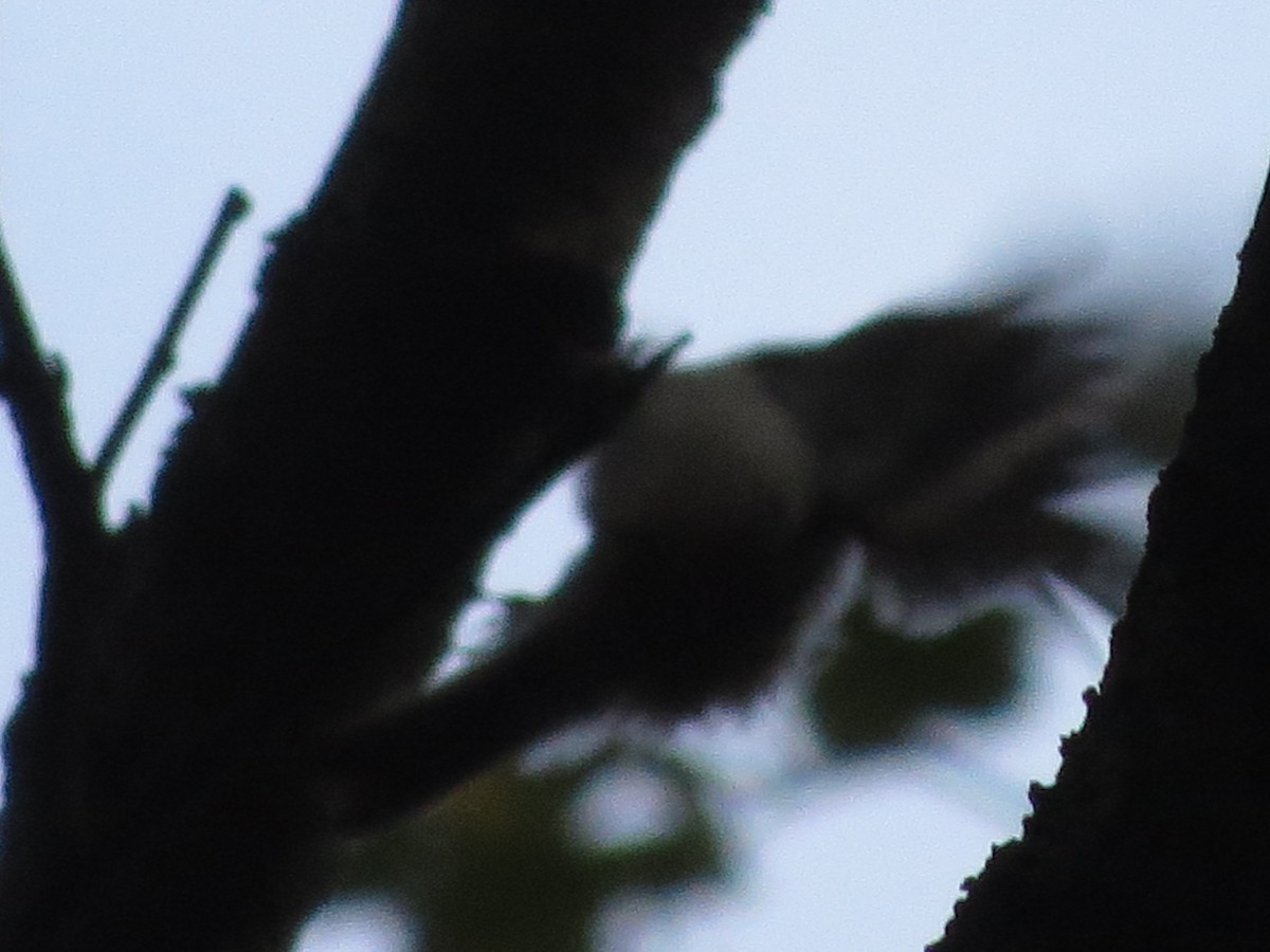 Eurasian Treecreeper - ML624537247