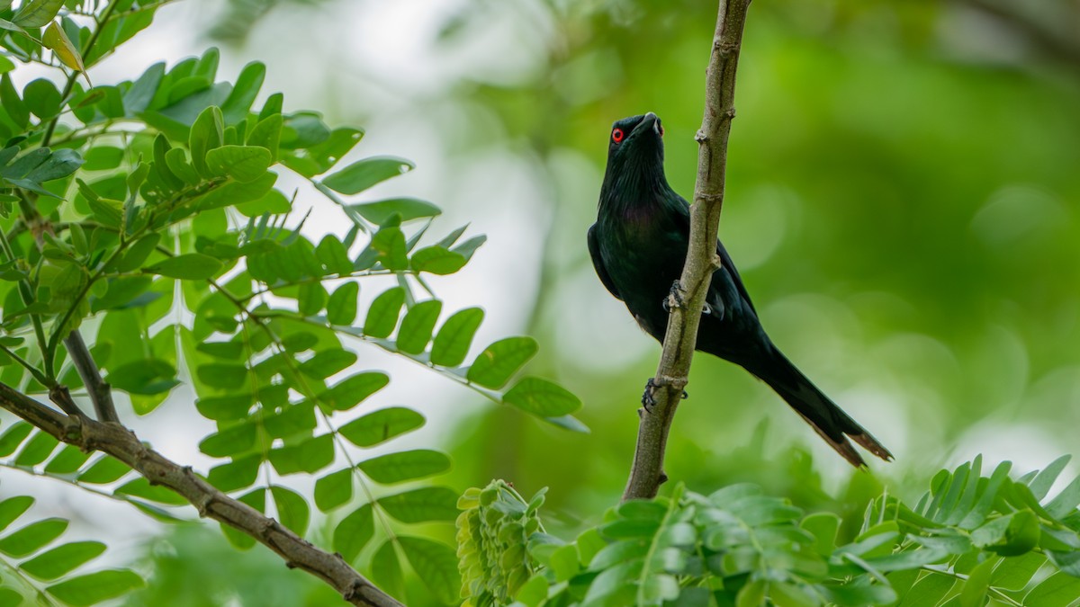 Metallic Starling - ML624537249