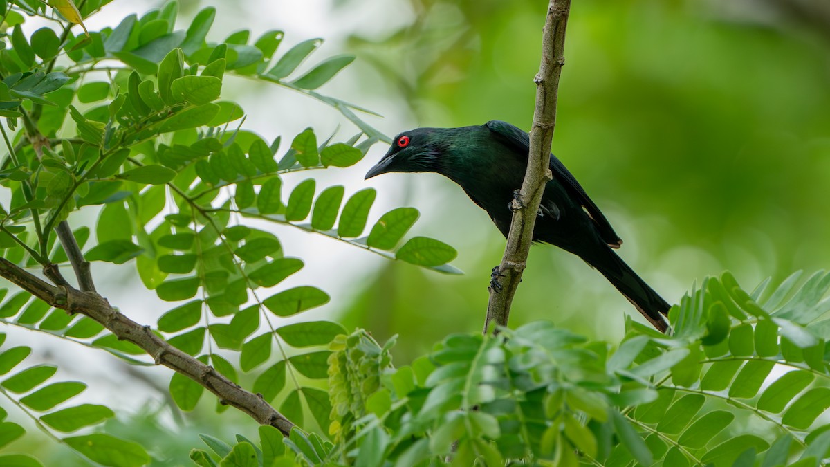 Metallic Starling - ML624537250