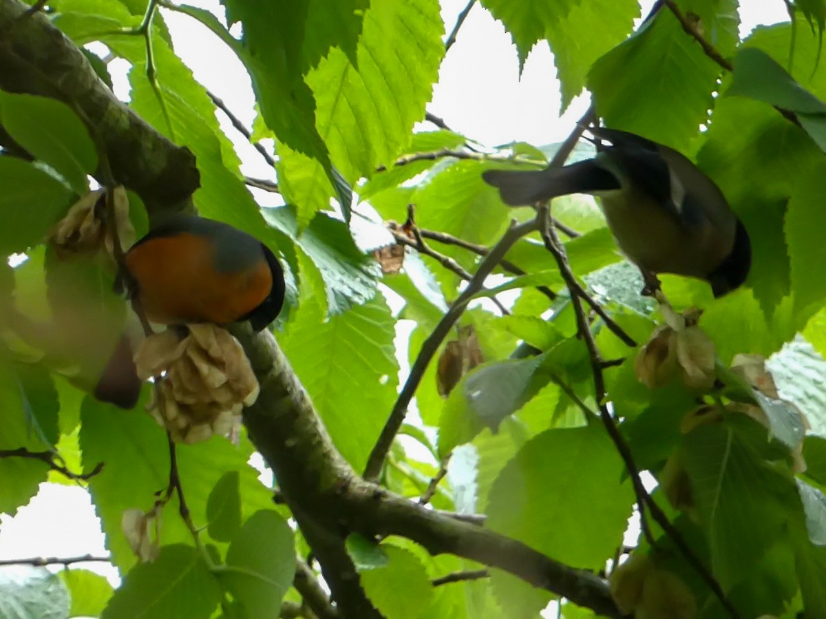 Eurasian Bullfinch - ML624537252