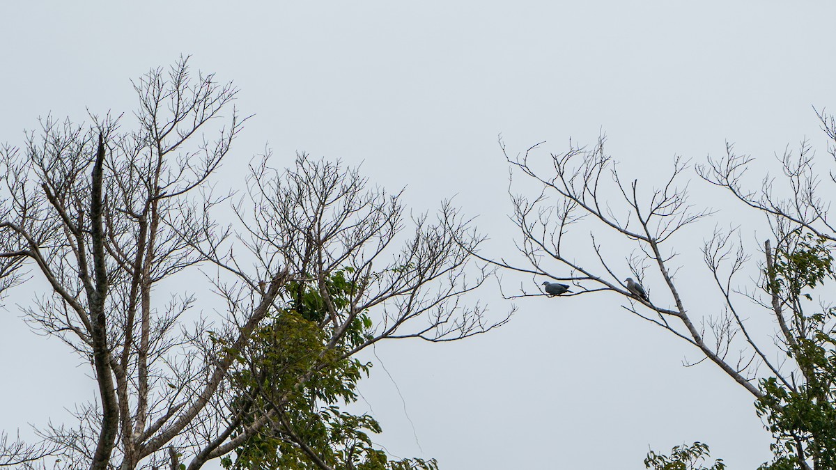 Island Imperial-Pigeon - ML624537253