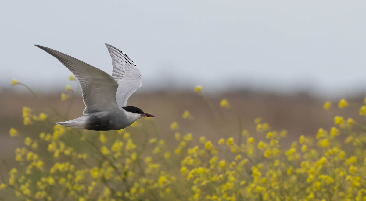 Whiskered Tern - ML624537254