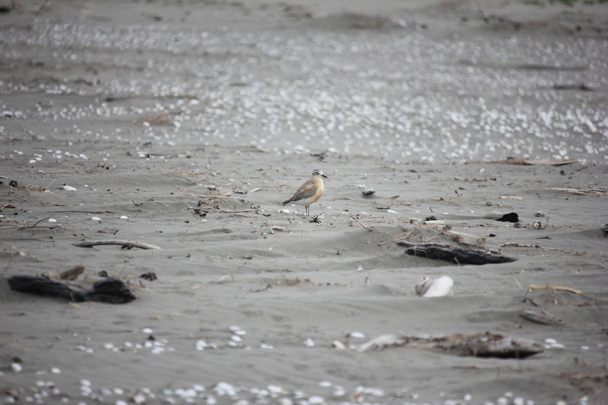 Red-breasted Dotterel - ML624537256