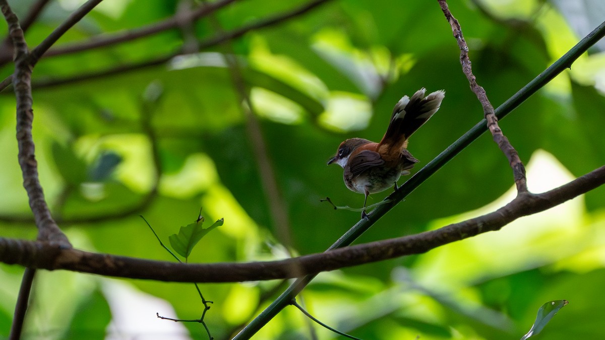 Solomons Rufous Fantail - ML624537283