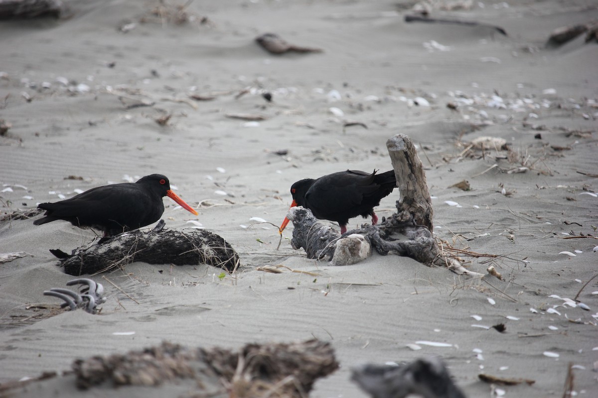 Variable Oystercatcher - ML624537284