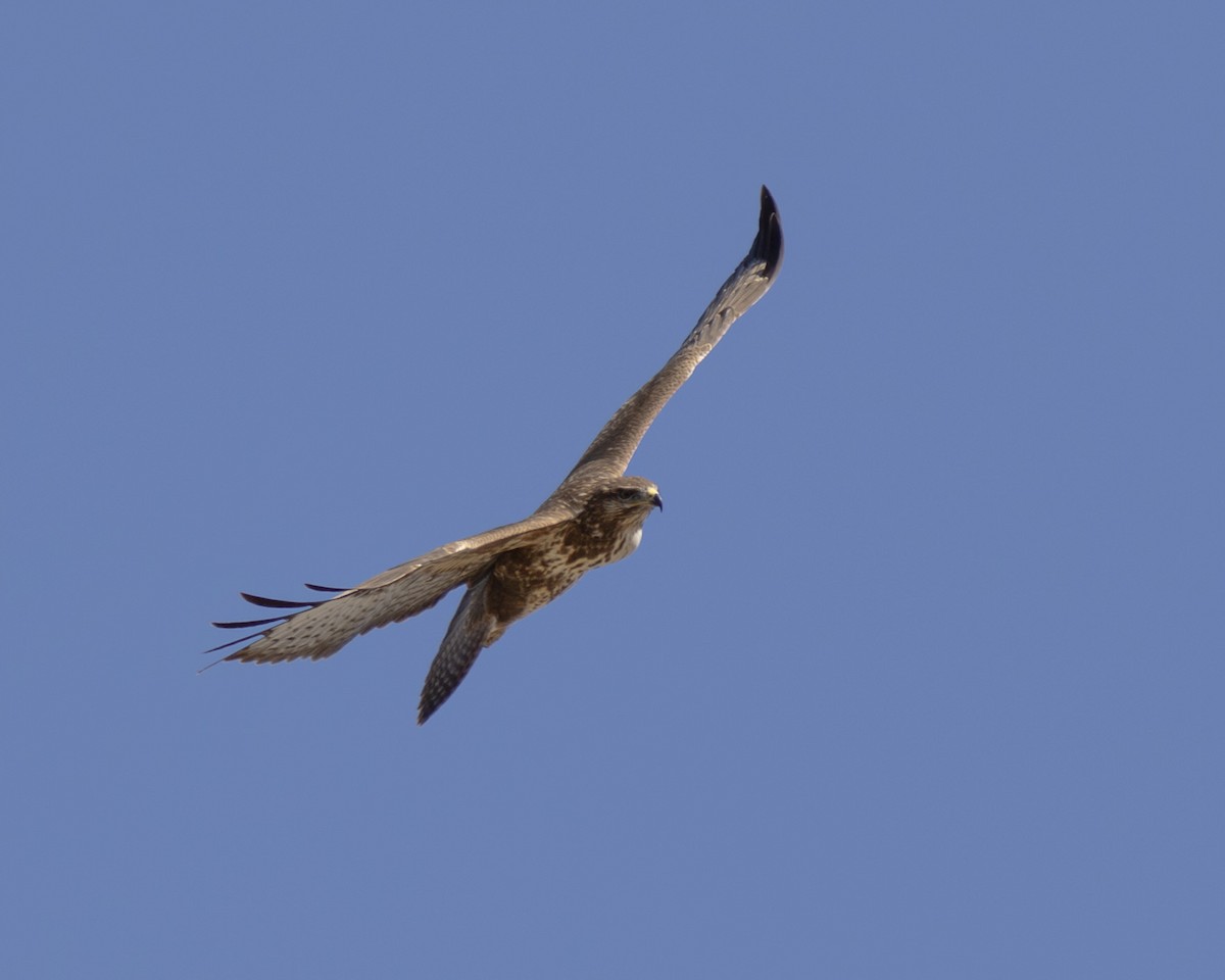 Common Buzzard - ML624537295