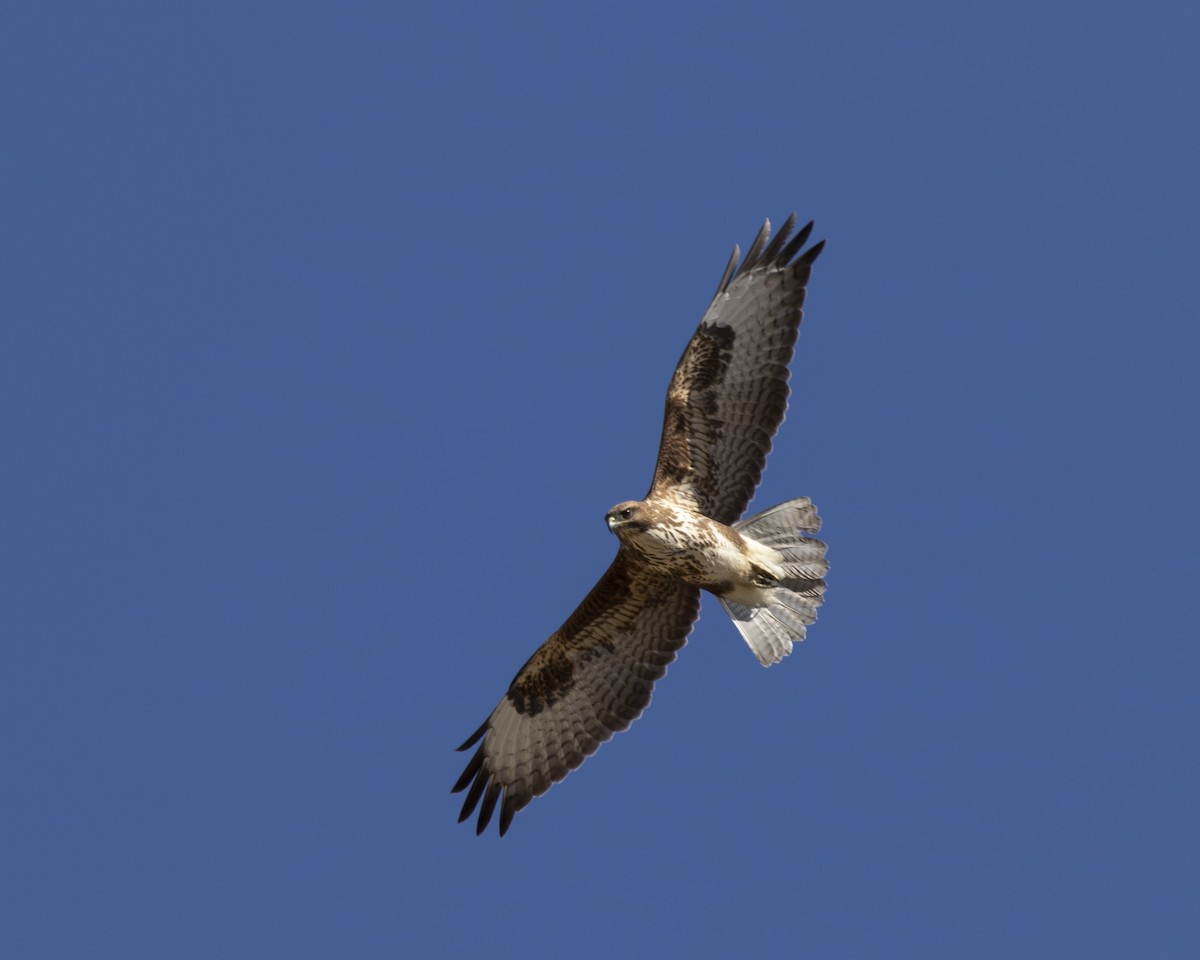 Common Buzzard - ML624537296