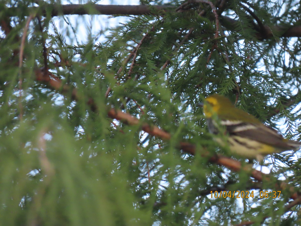 Black-throated Green Warbler - ML624537298