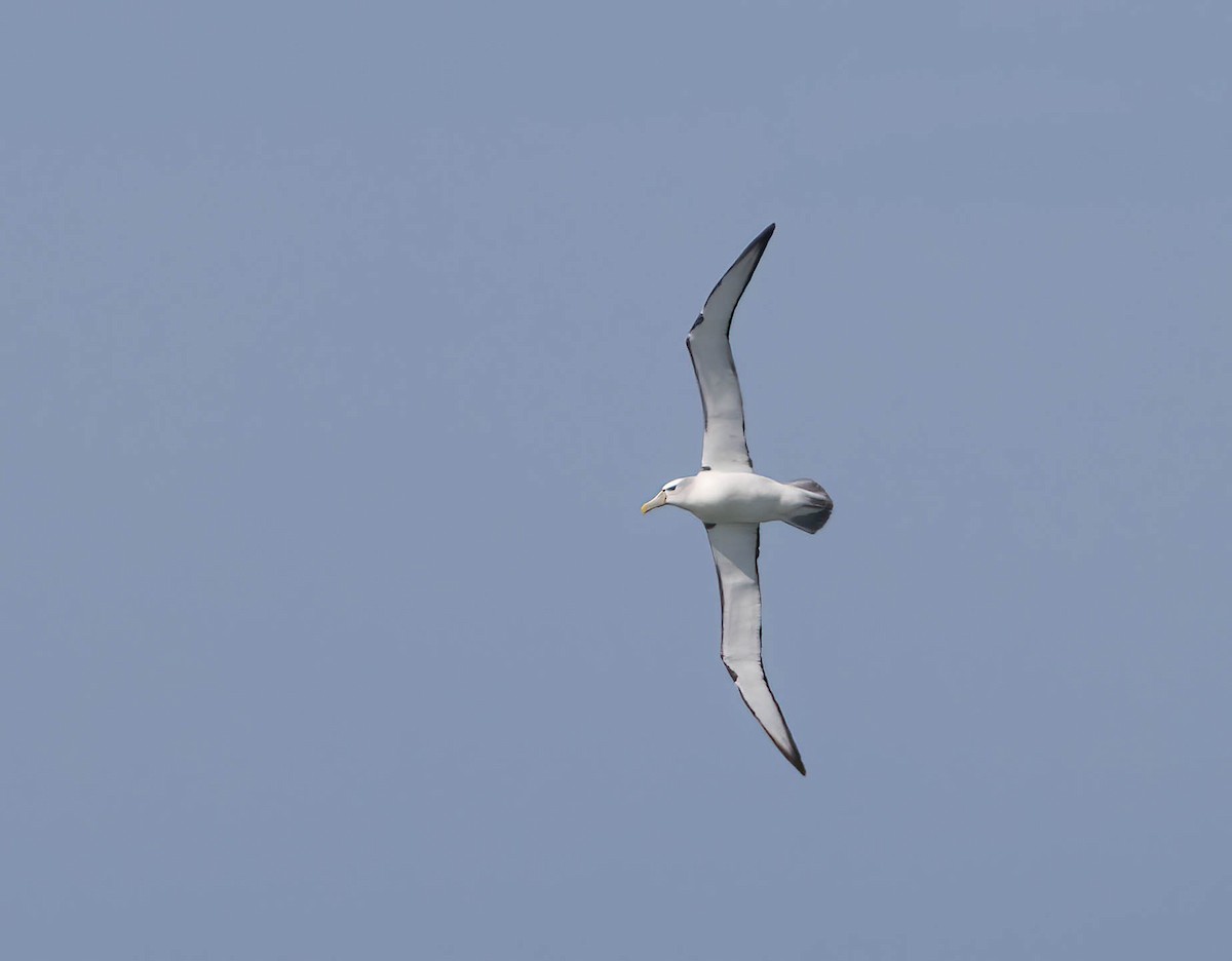 White-capped Albatross - ML624537299