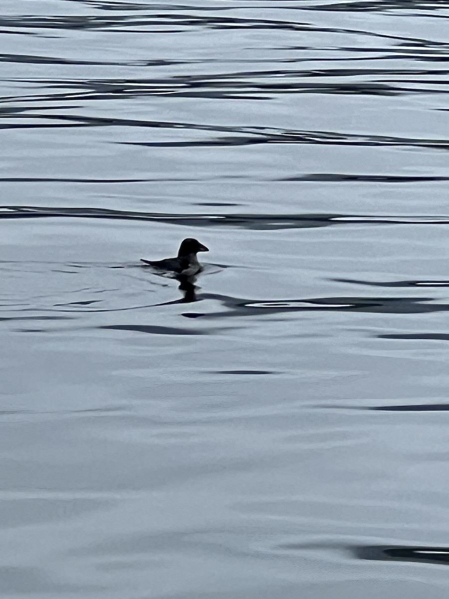 Horned Puffin - ML624537301