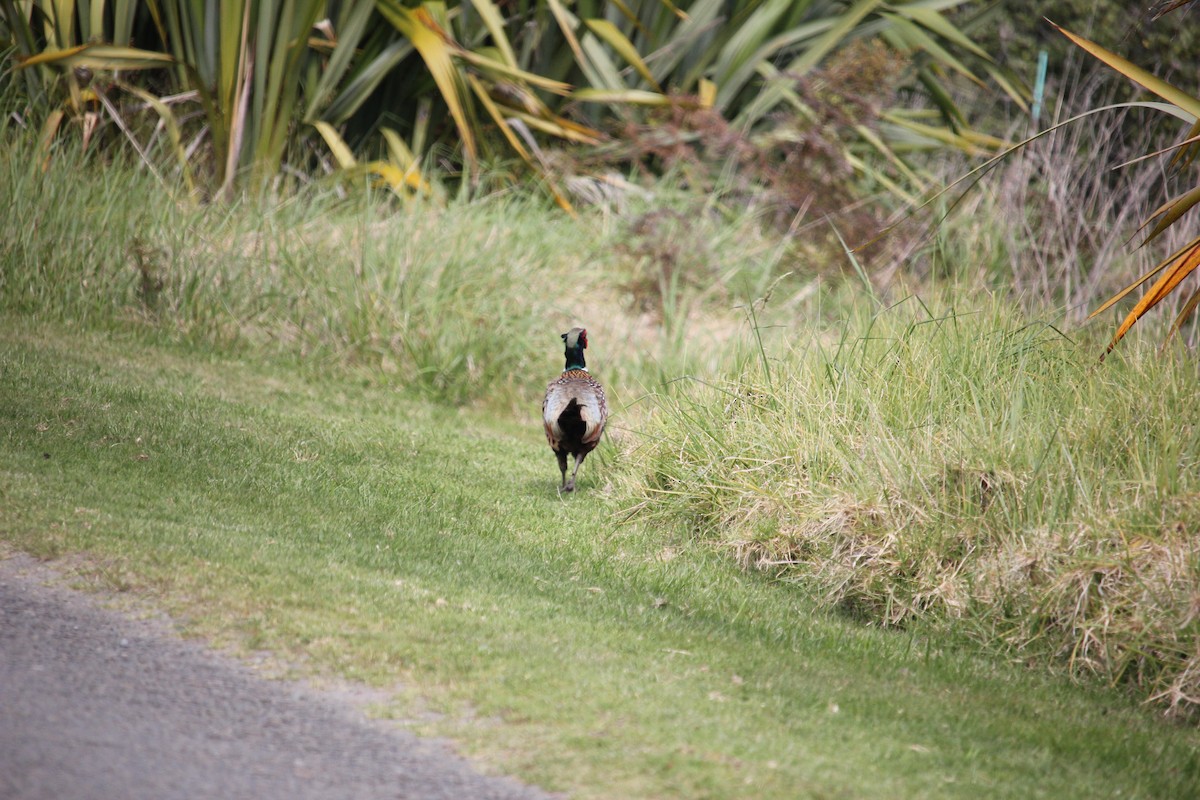 Ring-necked Pheasant - ML624537305