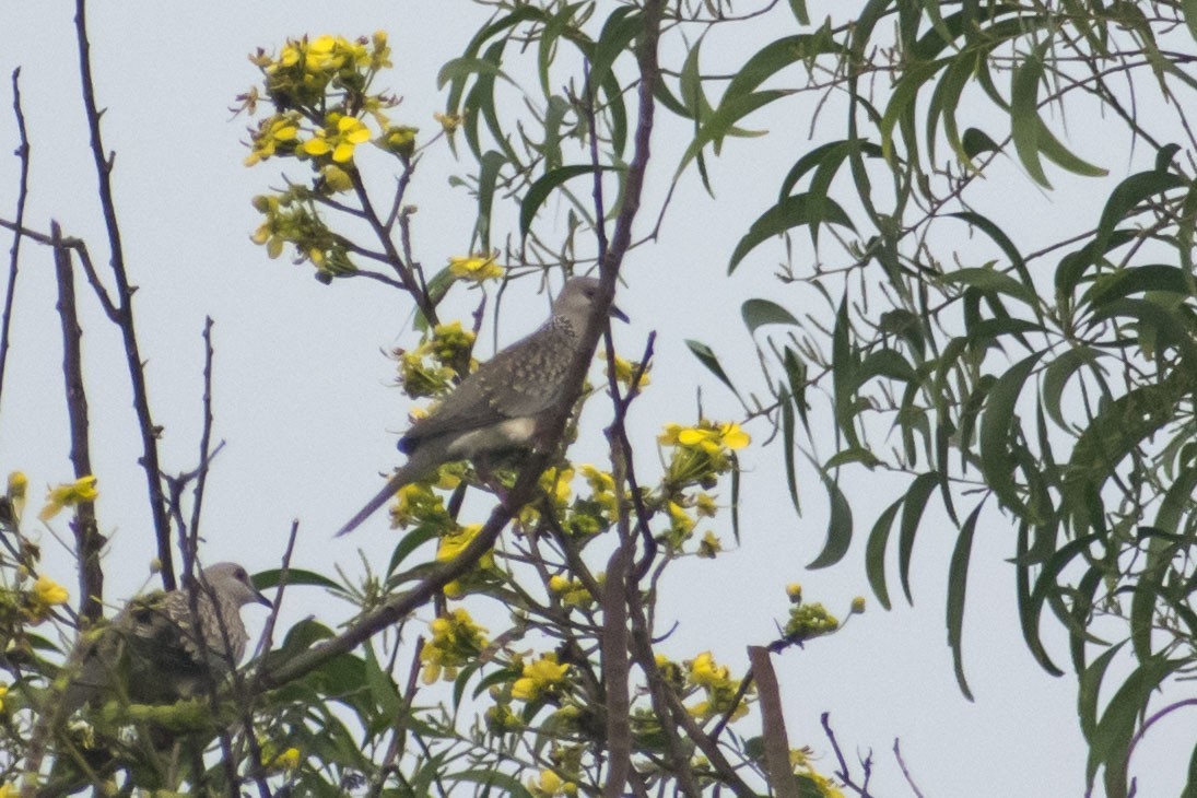Spotted Dove - ML624537398