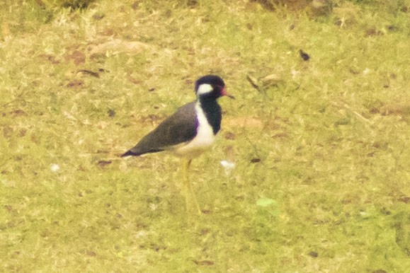 Red-wattled Lapwing - ML624537404