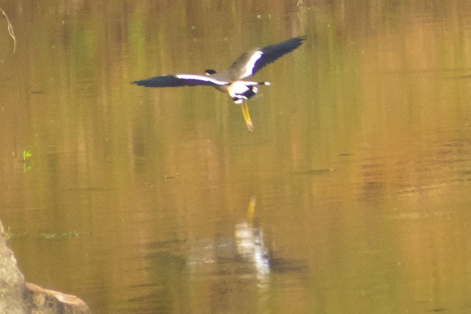 Red-wattled Lapwing - ML624537405