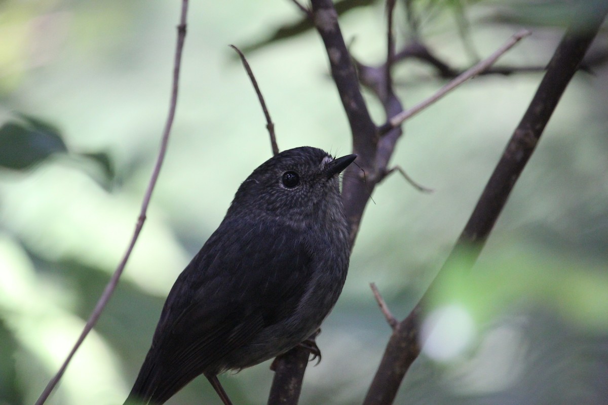North Island Robin - ML624537415